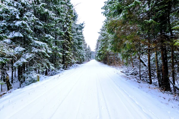 Rus ormanında kış sabahı.