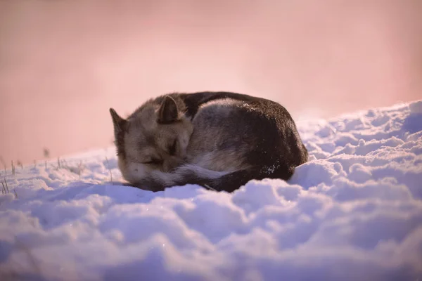 Karda uyuyan bir köpek