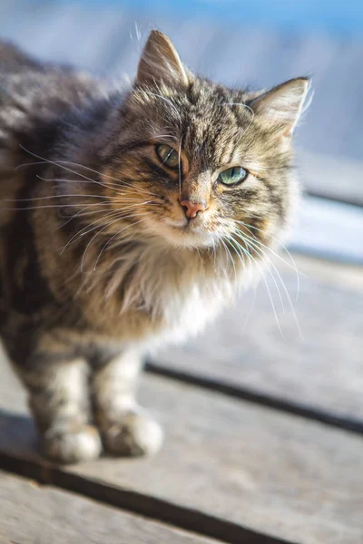 Gri kedi portresi