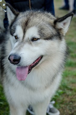köpek alaskan malamute