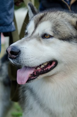 köpek alaskan malamute