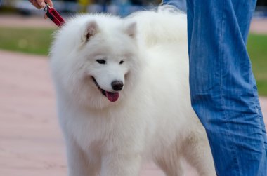 Samoyed husky köpek