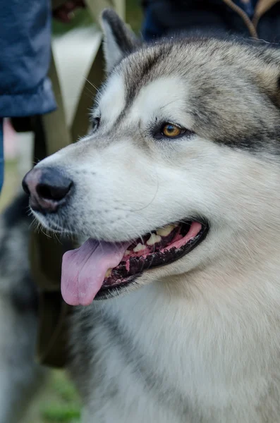 Köpek alaskan malamute — Stok fotoğraf