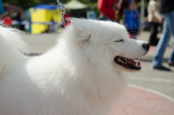 Pies husky Samoyed — Zdjęcie stockowe