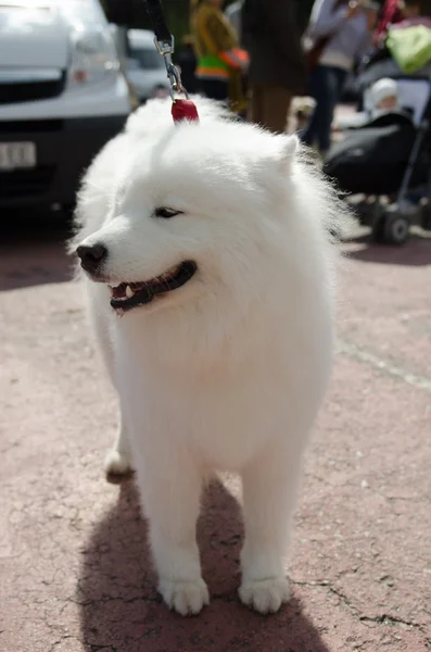 Dog Samoyed husky — Stock Photo, Image
