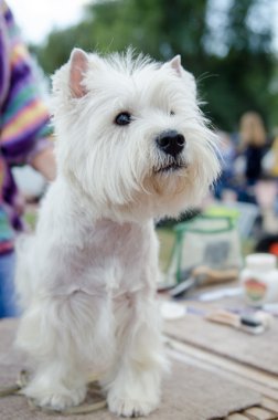Batı dağlık beyaz korkunç sergi için hazırlanıyor