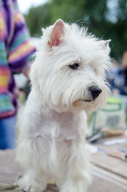 Batı dağlık beyaz korkunç sergi için hazırlanıyor