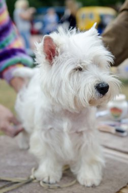Batı dağlık beyaz korkunç sergi için hazırlanıyor