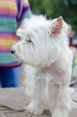 Batı dağlık beyaz korkunç sergi için hazırlanıyor