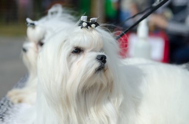 Malta köpek ırkları