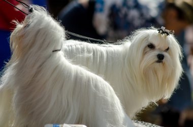 Malta köpek ırkları