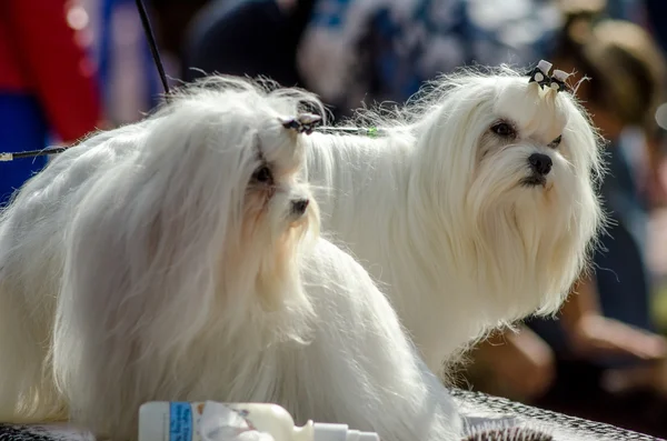 Dog breeds Maltese