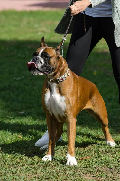 Boxer breed dog walks