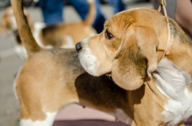 Beagle köpek için a yürümek