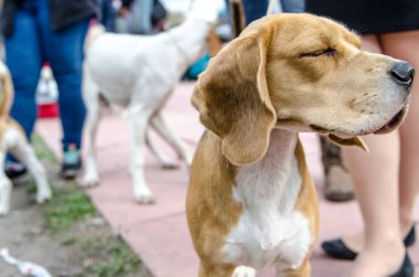 Beagle köpek için a yürümek