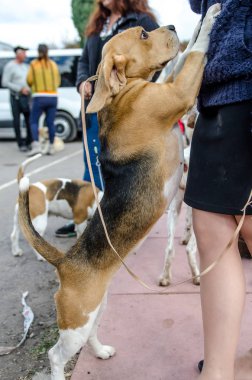 Beagle köpek için a yürümek