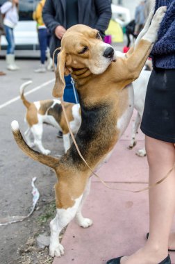 Beagle köpek için a yürümek