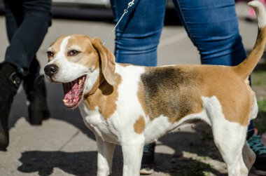 Beagle köpek için a yürümek
