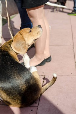 Beagle köpek için a yürümek