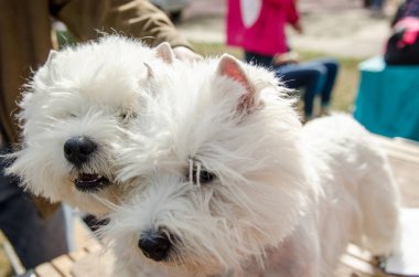 Köpek Batı Highland beyaz korkunç