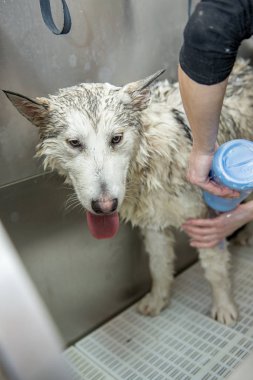 köpek yıkama kabin