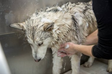 köpek yıkama kabin