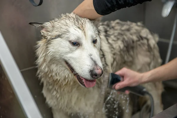 Lavage de chien dans la cabine — Photo