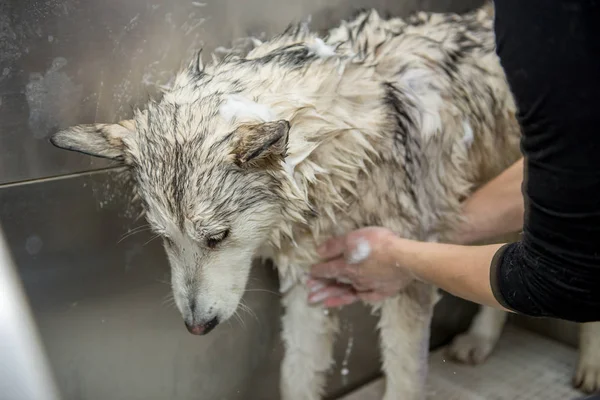 köpek yıkama kabin