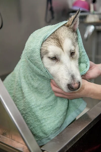 dog towel Malamute