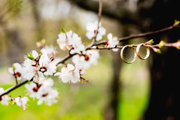 Wedding rings hanging on a branch — Stock Photo, Image