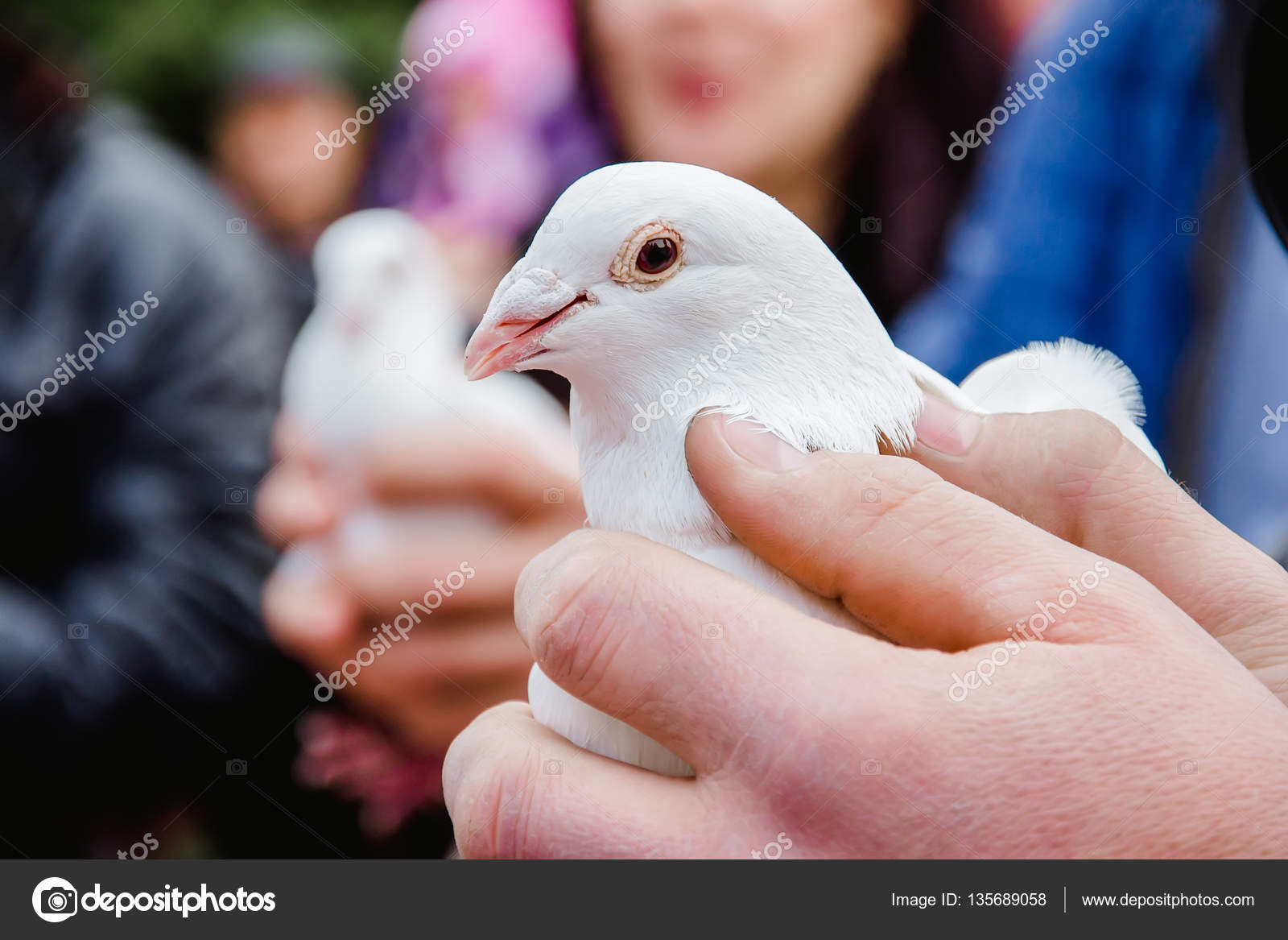 Белый Голубь Руках Человека Невеста Держит Голубя Жених Выпустил.