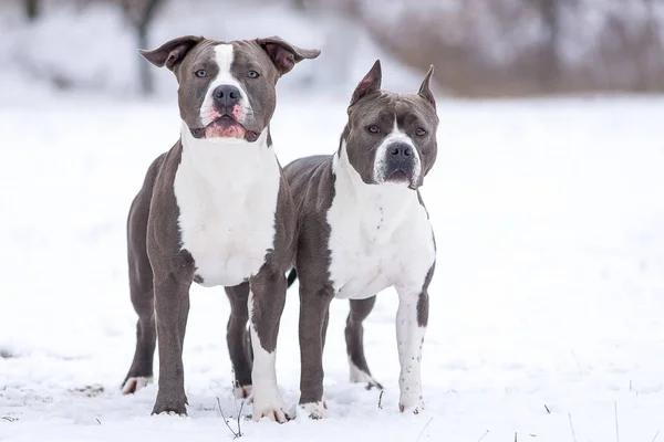 Staffordshire terriër op een wandeling in de winter. — Stockfoto