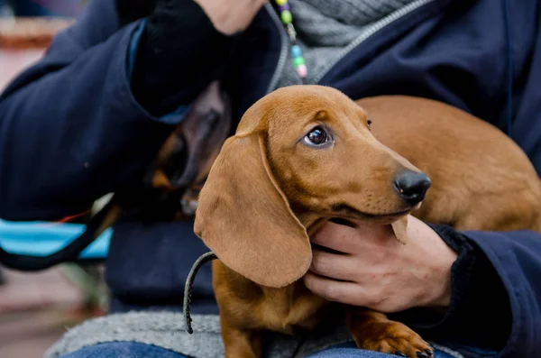 Hostes elinde Dachshund Köpek
