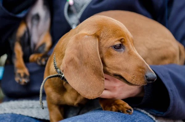 Hostes elinde Dachshund Köpek