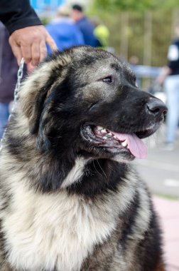 Köpek, Kafkas çoban köpeğini yürüyüşe çıkarmış.
