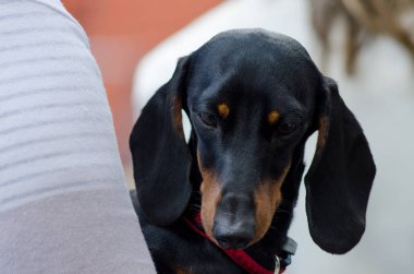 Hostes elinde Dachshund Köpek
