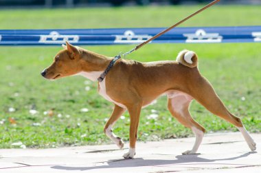 Köpek Basenji. Parkta köpekle sonbahar yürüyüşü. Tasmalı Basenji köpeği. Portre.