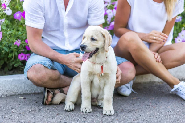 Fröhliches Paar Beim Spielen Mit Seinem Hund Park Sommerspaziergang Der — Stockfoto