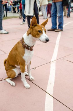 Alçaklık köpek tasmalı. Portre