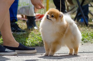 Pomeranian yazında bir yürüyüşe.