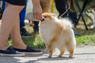 Pomeranian yazında bir yürüyüşe.