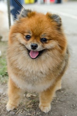 Pomeranian yazında bir yürüyüşe.