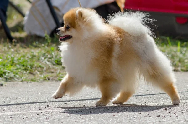 Pomerania per una passeggiata in estate . — Foto Stock