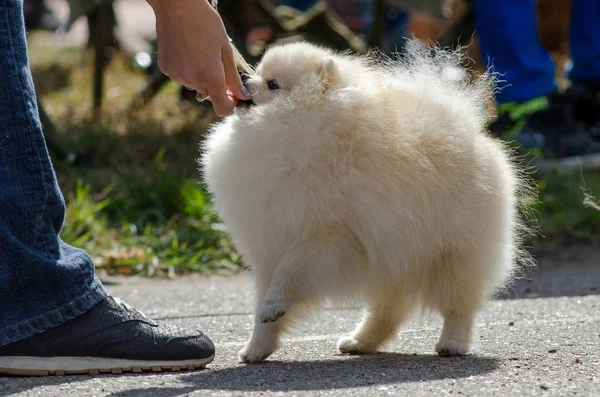 Pomeranian για μια βόλτα το καλοκαίρι. — Φωτογραφία Αρχείου