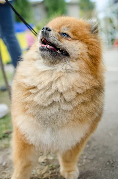 Pomeranian para um passeio no verão . — Fotografia de Stock