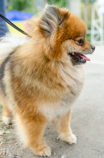 Pomeranian för en promenad i sommar. — Stockfoto