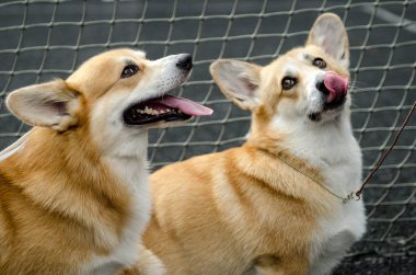köpek doğurmak Galce Corgi Pembroke yürüyüş