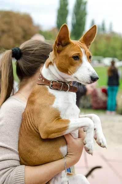 Basenji hund i händerna på värdinnan — Stockfoto