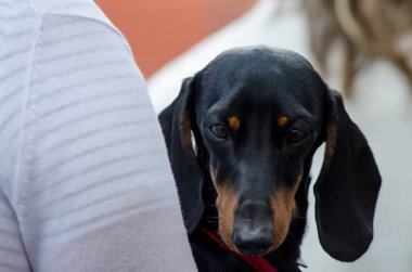 Dachshund Köpek için a yürümek
