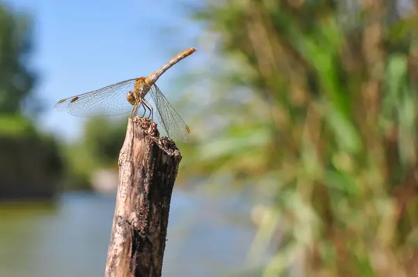 Libellula su un bastone. — Foto Stock